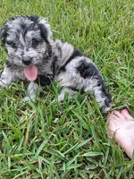 Chance , a male Labradoodle and Poodle - Miniature  for sale in Augusta, GA – 1 of 5