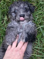 Sweetness, a male Labradoodle and Poodle - Miniature  for sale in Augusta, GA – 3 of 3