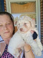 Lambchop in fm form. Rare, a female Labradoodle for sale in Augusta, GA – 4 of 10