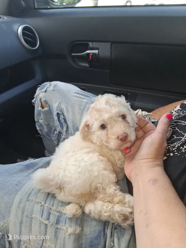 Snowbunny – Labradoodle, Poodle - Miniature  puppy for sale in Augusta, GA