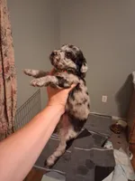 Maxx, a male Labradoodle for sale in Augusta, GA – 4 of 5