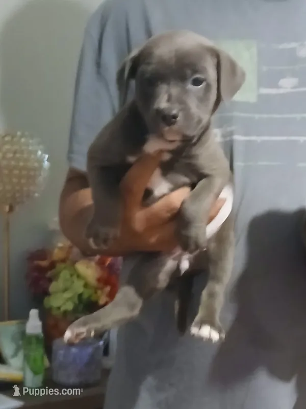 Moomooo – American Bully puppy for sale in Augusta, GA