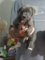 Moomooo, a female American Bully for sale in Augusta, GA – 1 of 1