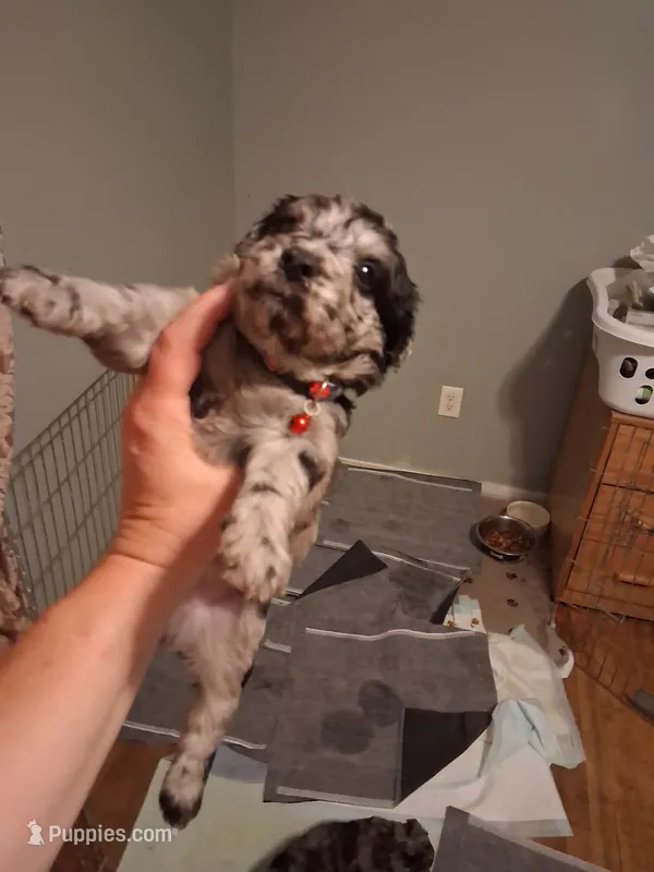 Maxx – Labradoodle puppy for sale in Augusta, GA