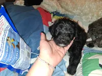 Boots, a male Labradoodle for sale in Augusta, GA – 3 of 7