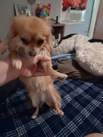 Bobo, a male Chihuahua for sale in Augusta, GA – 2 of 4