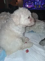 Lambchop in fm form. Rare, a female Labradoodle for sale in Augusta, GA – 8 of 10