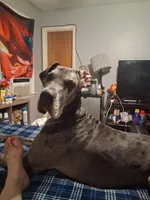 Daisy moomoo, a female Great Dane for sale in Augusta, GA – 2 of 3