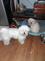 Maltese buddy , a male Maltese for sale in Augusta, GA – 2 of 2