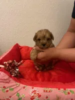Morkie puppy , a male Morkie for sale in Mansfield, TX – 3 of 3
