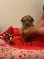 Morkie puppy , a male Morkie for sale in Mansfield, TX – 2 of 3