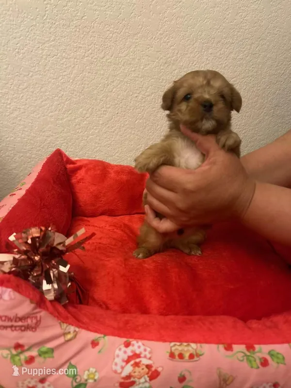 Morkie puppy  – Morkie puppy for sale in Mansfield, TX
