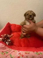 Morkie puppy , a male Morkie for sale in Mansfield, TX – 1 of 3