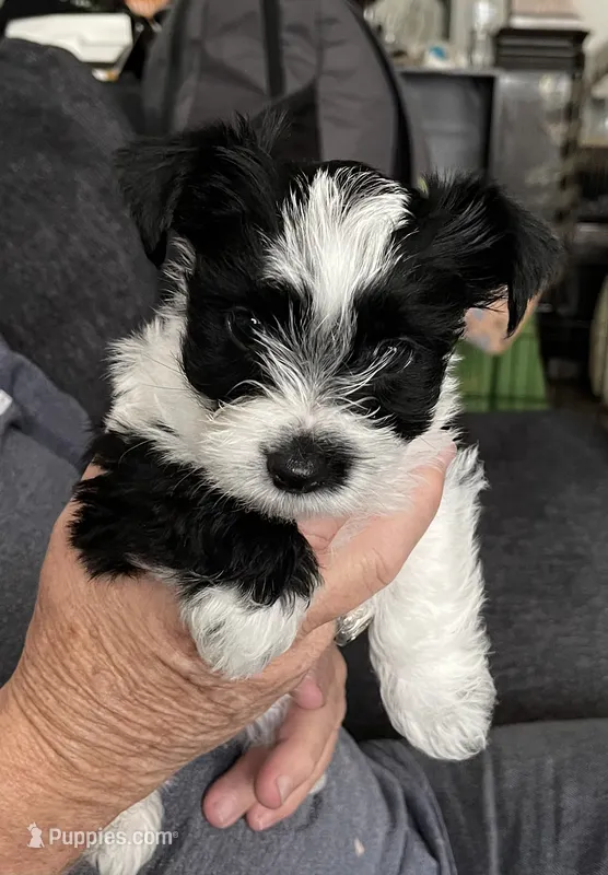 Boy 1. Party color – Yorkshire Terrier puppy for sale in Gillette, WY