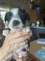 Boy 1. Party color, a male Yorkshire Terrier for sale in Gillette, WY – 1 of 2