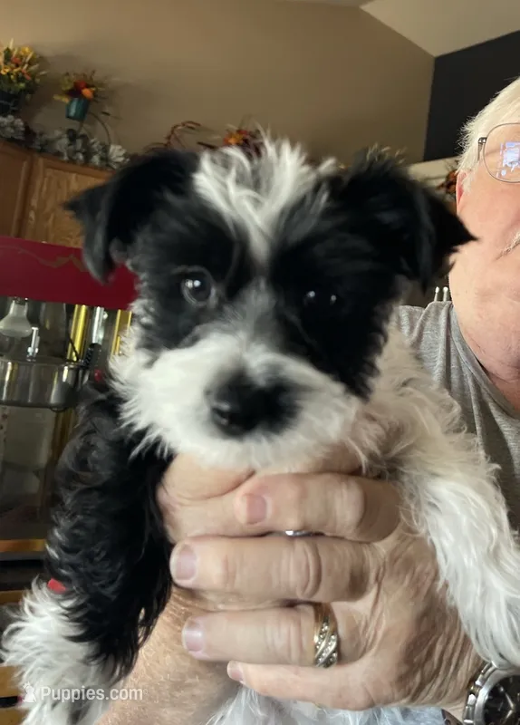 Boy 1. Party color – Yorkshire Terrier puppy for sale in Gillette, WY