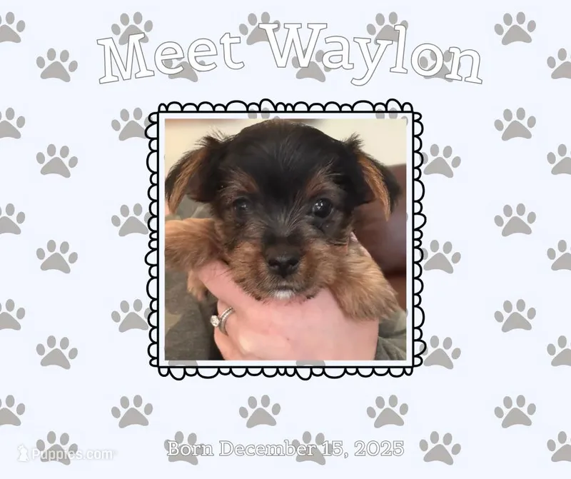 Green Collar/“Waylon”, a male Yorkshire Terrier for sale in Stanardsville, VA – Photo 1 of 1