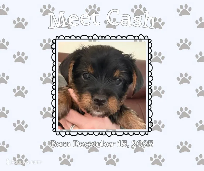 Orange Collar/“Cash”, a male Yorkshire Terrier for sale in Stanardsville, VA – Photo 1 of 1