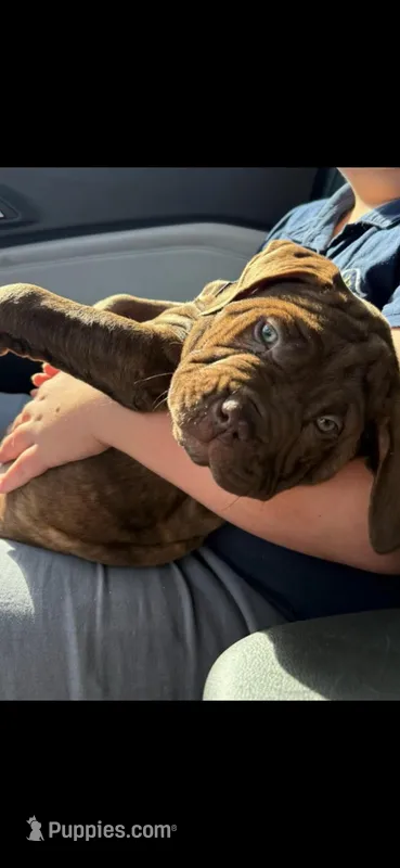 DJ  – American Bully, American Mastiff puppy for sale in Brooksville, FL