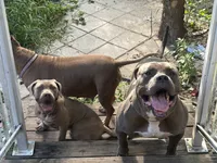 Promise, a female Neapolitan Mastiff and American Bully for sale in Brooksville, FL – 9 of 9