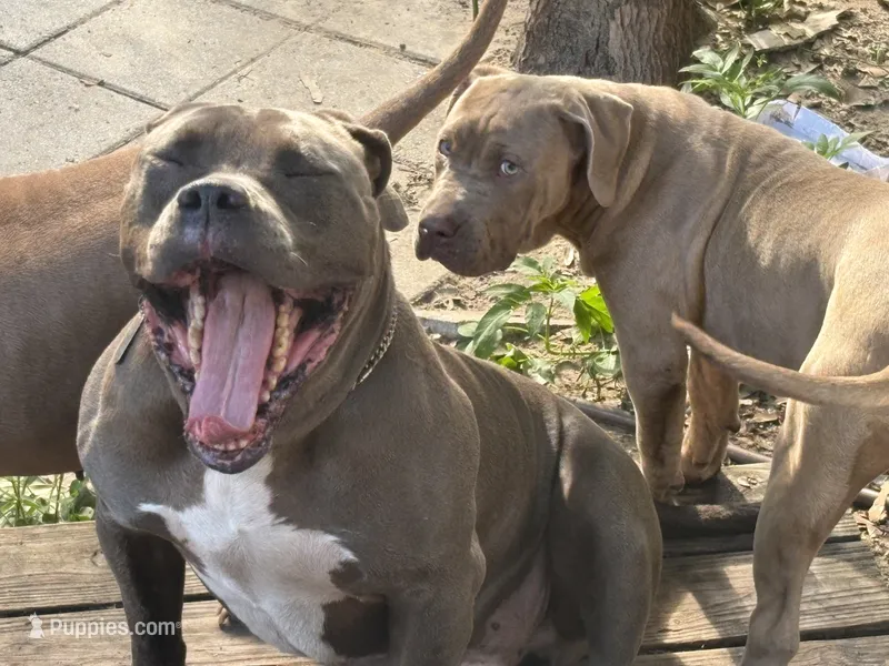 Promise – Neapolitan Mastiff, American Bully puppy for sale in Brooksville, FL