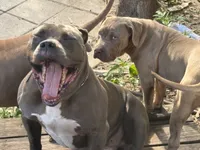 Promise, a female Neapolitan Mastiff and American Bully for sale in Brooksville, FL – 1 of 9