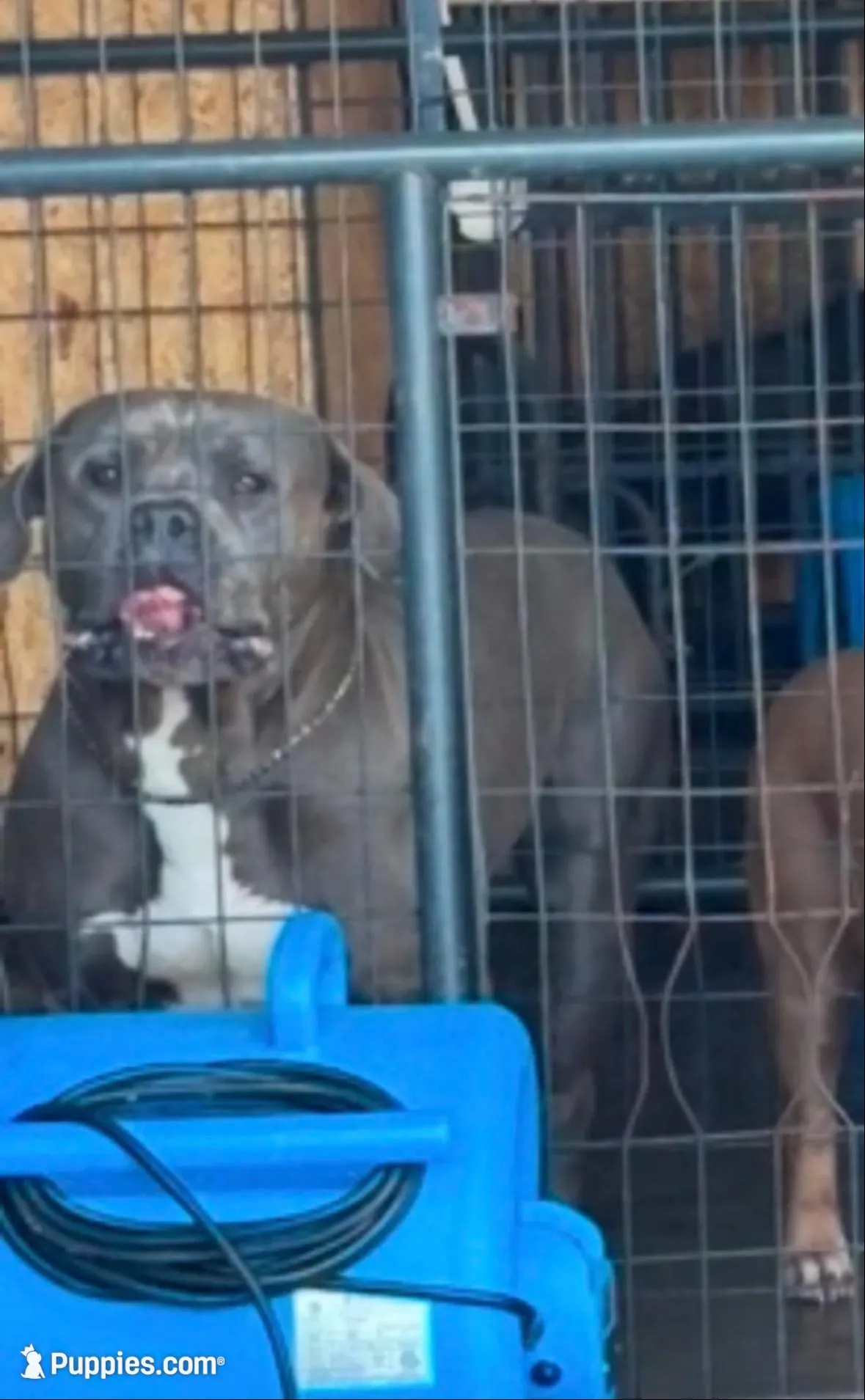 DJ XXL Am Bull, a male American Bully and American Mastiff for sale in Brooksville, FL – Photo 10 of 10