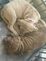 DJ XXL Am Bull, a male American Bully and American Mastiff for sale in Brooksville, FL – Photo 8 of 10