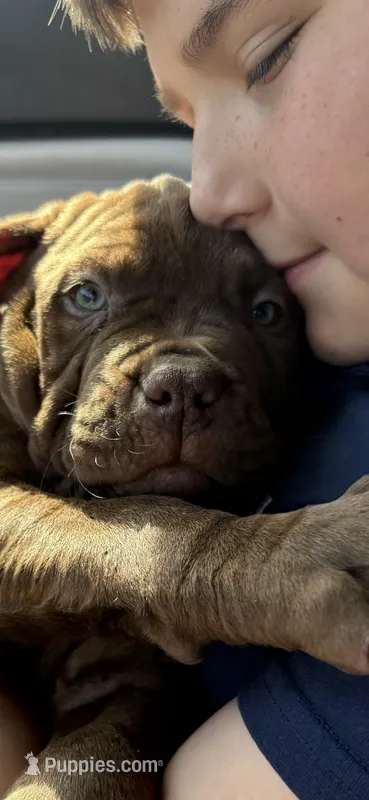 DJ XXL Am Bull – American Bully, American Mastiff puppy for sale in Brooksville, FL