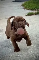 DJ XXL Am Bull, a male American Bully and American Mastiff for sale in Brooksville, FL – Photo 2 of 10