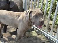 Promise, a female Neapolitan Mastiff and American Bully for sale in Brooksville, FL – 8 of 9