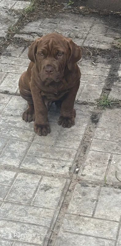 DJ XXL Am Bull / Neo Mast – Neapolitan Mastiff, American Bully puppy for sale in Brooksville, FL