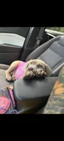 Promise, a female Neapolitan Mastiff and American Bully for sale in Brooksville, FL – 2 of 9