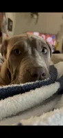 Promise, a female Neapolitan Mastiff and American Bully for sale in Brooksville, FL – 3 of 9