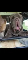 Promise, a female Neapolitan Mastiff and American Bully for sale in Brooksville, FL – 5 of 9