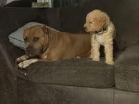 Toby, a male Australian Labradoodle for sale in Brooksville, FL – Photo 4 of 6