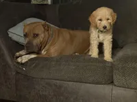 Toby, a male Australian Labradoodle for sale in Brooksville, FL – Photo 3 of 6