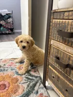 Toby, a male Australian Labradoodle for sale in Brooksville, FL – Photo 6 of 6