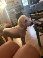 Toby, a male Australian Labradoodle for sale in Brooksville, FL – Photo 5 of 6