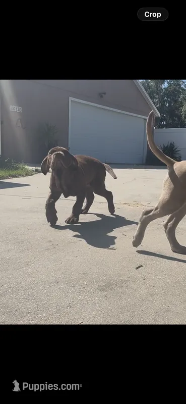 DJ XXL Am Bull / Neo Mast – Neapolitan Mastiff, American Bully puppy for sale in Brooksville, FL