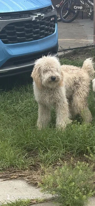 Toby – Australian Labradoodle puppy for sale in Brooksville, FL
