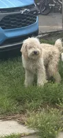 Toby, a male Australian Labradoodle for sale in Brooksville, FL – Photo 1 of 6