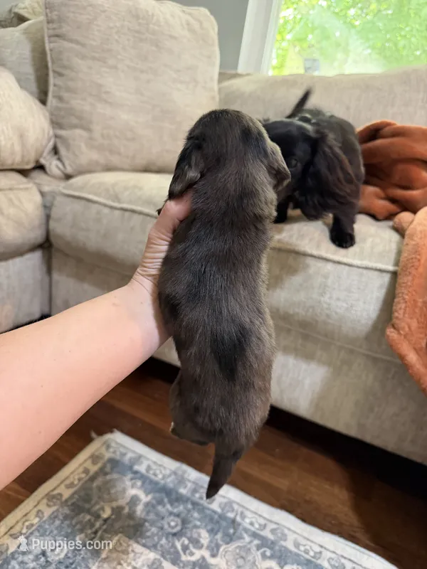 Bunny – Miniature Dachshund puppy for sale in Knoxville, TN