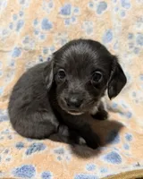 Bunny, a female Miniature Dachshund for sale in Knoxville, TN – 3 of 3