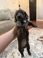 Bunny, a female Miniature Dachshund for sale in Knoxville, TN – 2 of 3
