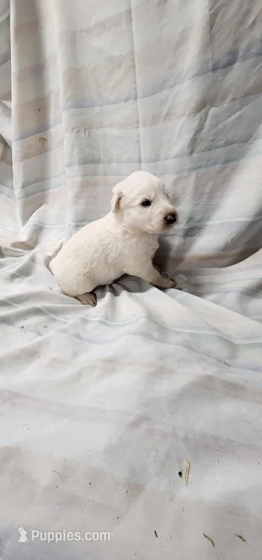 Yogi, a male Great Pyrenees for sale in Graham, NC – Photo 1 of 5