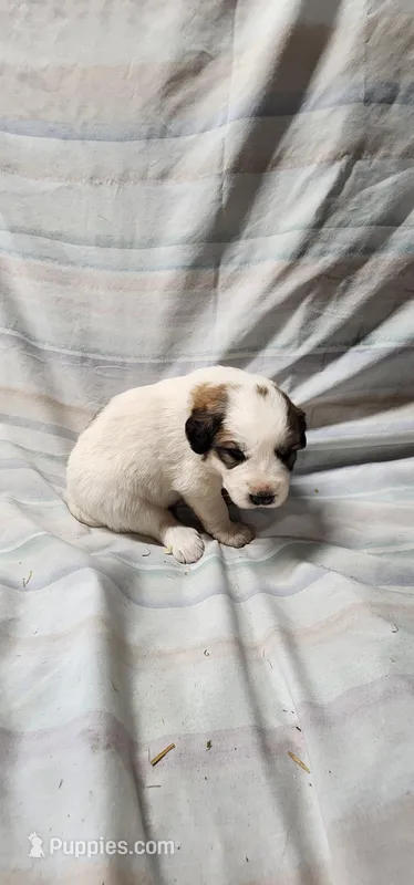 Whinnie, a female Great Pyrenees for sale in Graham, NC – Photo 1 of 5