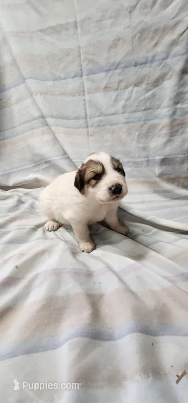 Grizzwold, a male Great Pyrenees for sale in Graham, NC – Photo 1 of 5