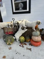 Boone, a male Great Pyrenees for sale in Graham, NC – Photo 3 of 4