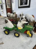 Boone, a male Great Pyrenees for sale in Graham, NC – Photo 2 of 4